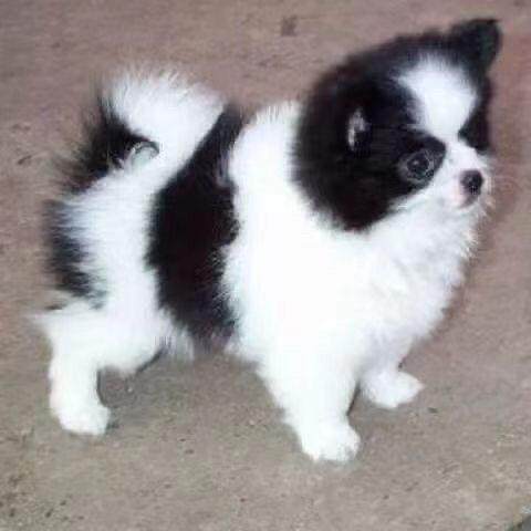 蝴蝶犬幼犬黑白花活物西施犬学生版狗宠物狗可爱活体狗狗超萌帅气