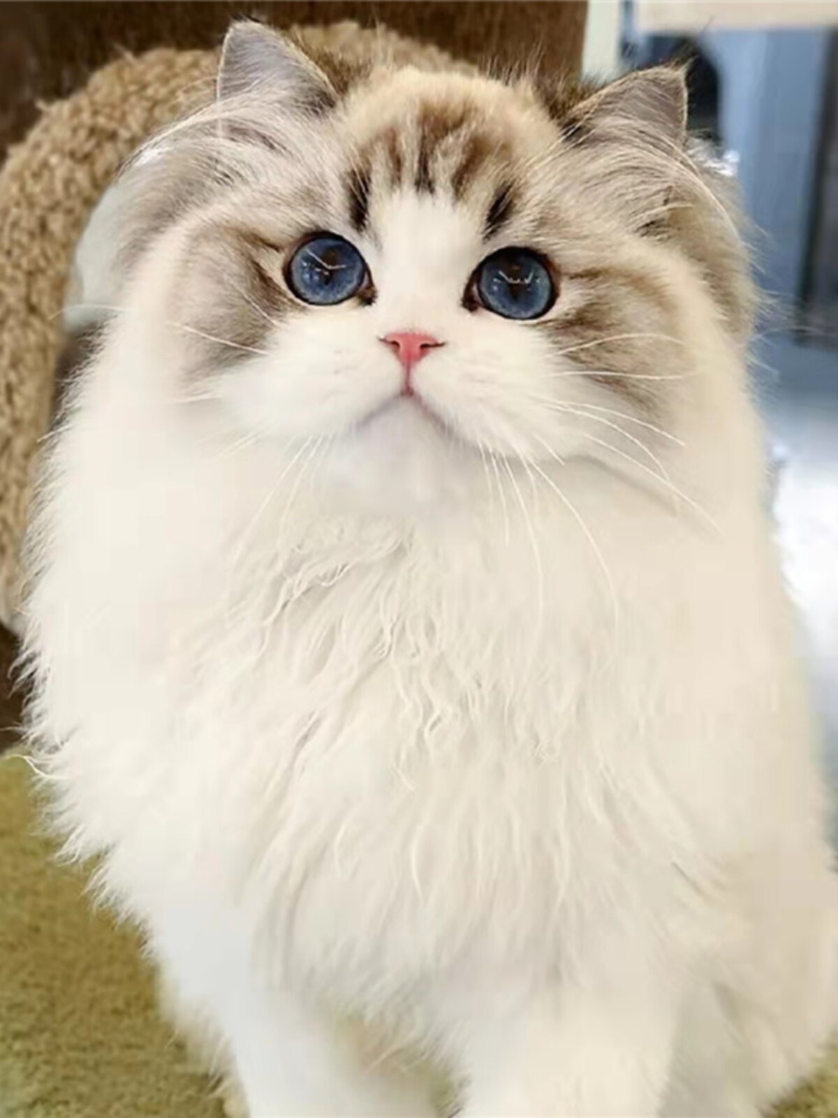 布偶猫幼猫海双蓝双山双波斯系长毛仙女猫赛级哈血新脸版宠物幼崽