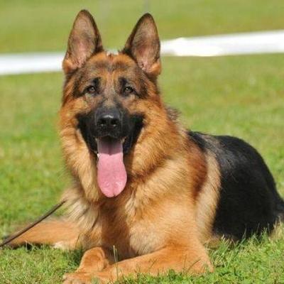 德牧幼犬大狼狗看家护院好养活德国牧羊犬活体警犬短毛军犬狗幼崽
