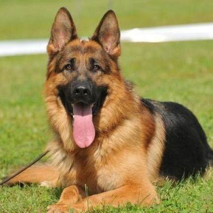 德牧幼犬大狼狗看家护院好养活德国牧羊犬活体警犬短毛军犬狗幼崽