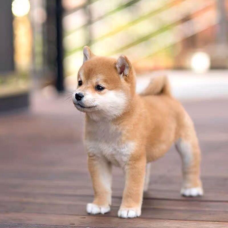 柴犬幼犬日本小型犬活泼黑色帅气赤柴狗长不大家养小狗狗赤色活体