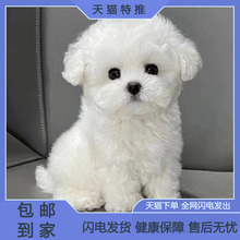 精品纯种韩系比熊幼犬茶杯小体比熊犬长不大家养小型犬活体宠狗狗