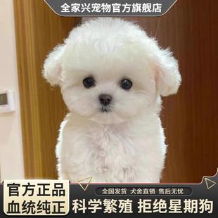 纯种比熊幼犬小型犬米奇比熊茶杯犬飞耳比熊卷毛小体活幼体宠物狗