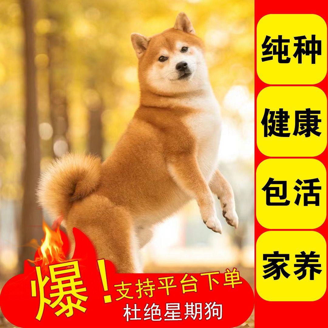 柴犬纯种幼犬双血统正宗豆柴黑白赤色柴犬真狗小狗幼崽宠物狗便宜