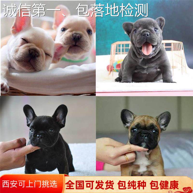 法斗幼犬种法国斗牛犬幼体蓝牛法纯斗奶油斗牛犬短毛小型犬宠物狗