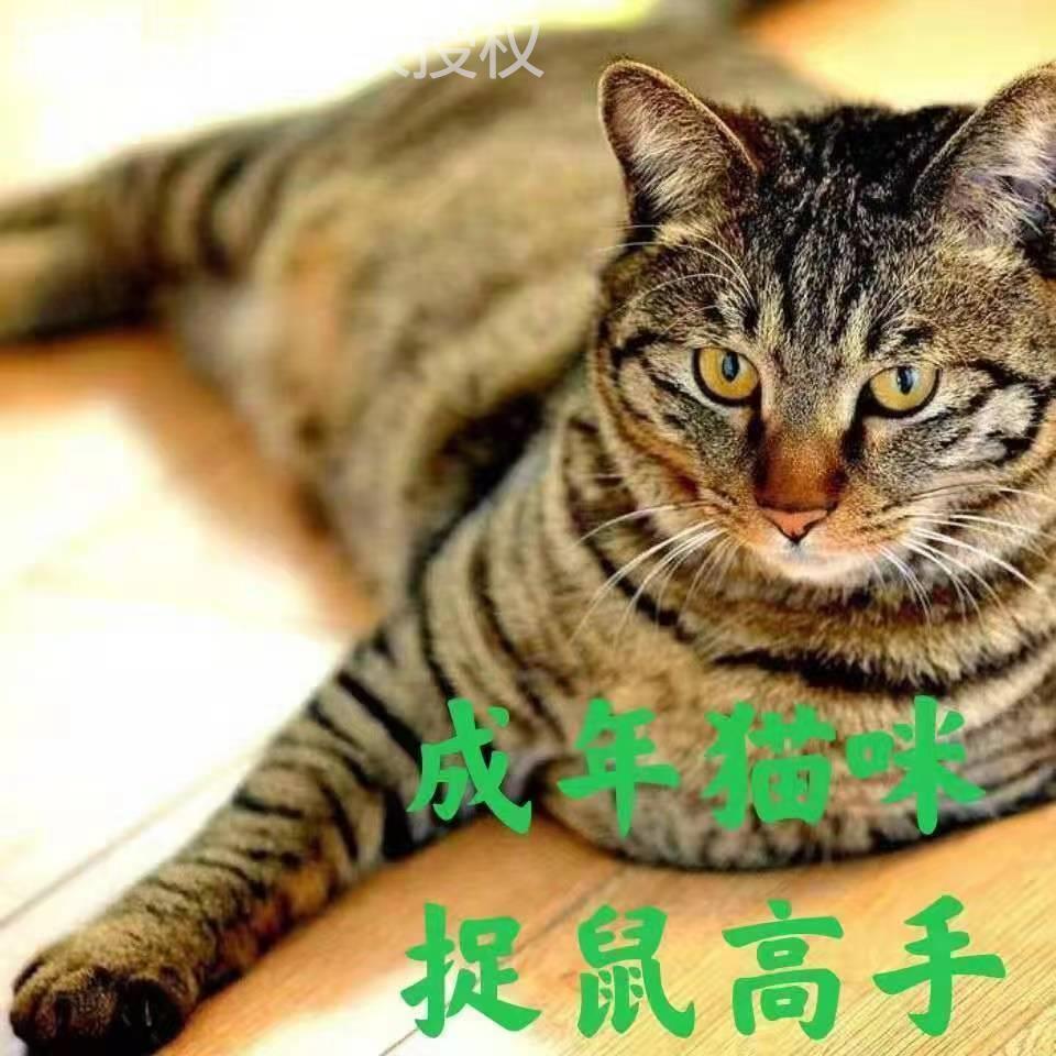 成年猫咪中华田园猫本地土猫捉老鼠的猫大橘猫狸花猫黑猫白猫家猫 宠物/宠物食品及用品 猫咪 原图主图