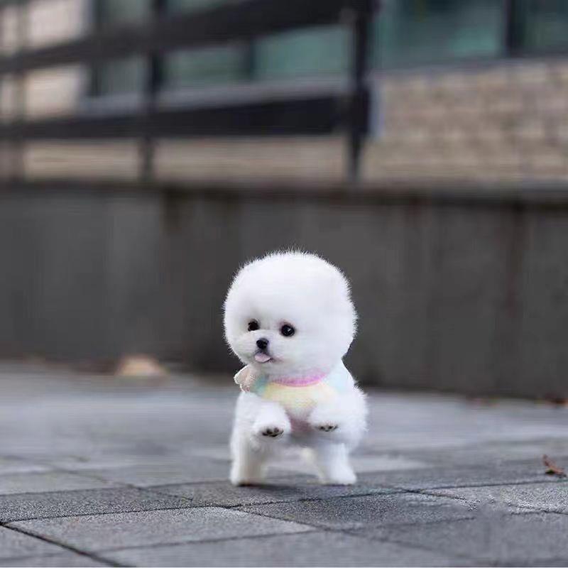 博美幼崽博美茶杯犬小狗狗宠物狗狗活物长不大博美茶杯狗小型犬