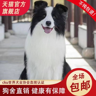 纯种边牧幼犬七白三通边境牧羊犬活体黑白陨石金边中型犬宠物狗狗