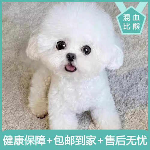 比熊混血网红小狗狗精品真狗韩系便宜超可爱活泼幼犬超萌家庭活体