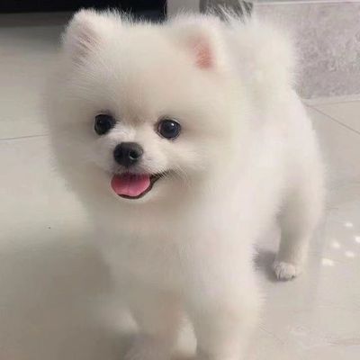 纯种博美犬幼犬茶杯犬长不大袖珍迷你俊介小型犬家养宠物活体狗狗