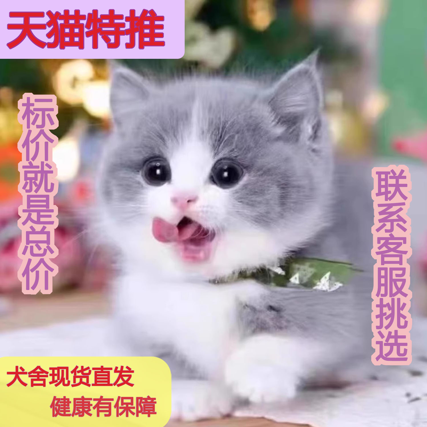 纯种英短蓝白正八猫咪短毛猫小奶猫猫五粉活体宠物猫幼猫开脸幼崽