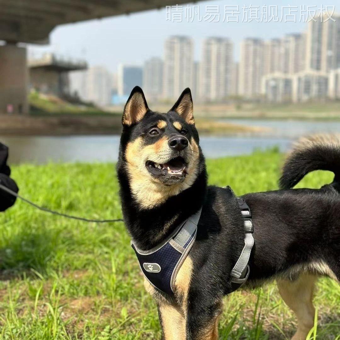 四眼小黑狗活物铁包金四眼狗看家护院好养小狗狗中华田园幼犬土狗