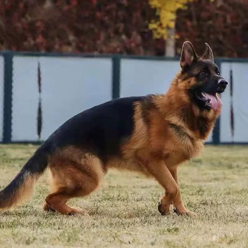 混血德国牧羊犬德牧幼犬活的短毛德牧小狼狗狗狗可爱狼犬超铁包金