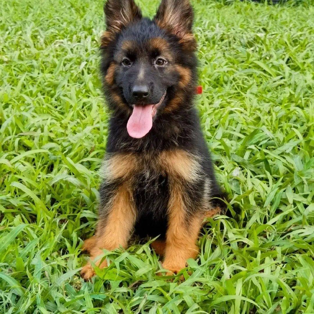 纯种德国牧羊犬德牧幼犬活体大狼狗看家护院真狗护卫犬黑背弓背犬