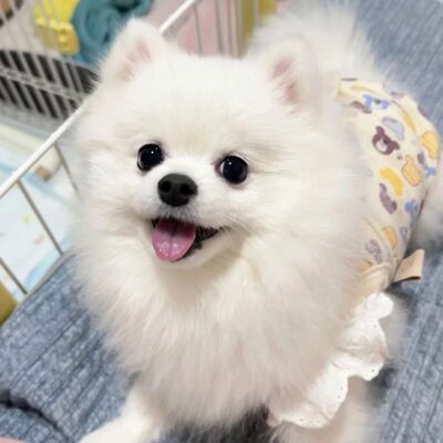 混血博美幼犬俊介圆脸长不大黄博美宠物狗活物便宜狗狗活泼可爱白