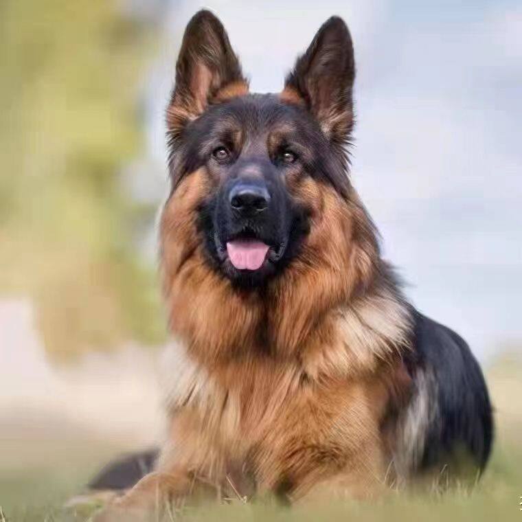 混血德国幼犬看家护院大型犬长毛狼狗四眼铁包金活体警犬黑背德牧