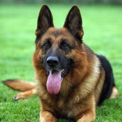 纯种德国牧羊犬幼犬活体德牧平背弓背狼狗警犬血统大型犬宠物狗崽