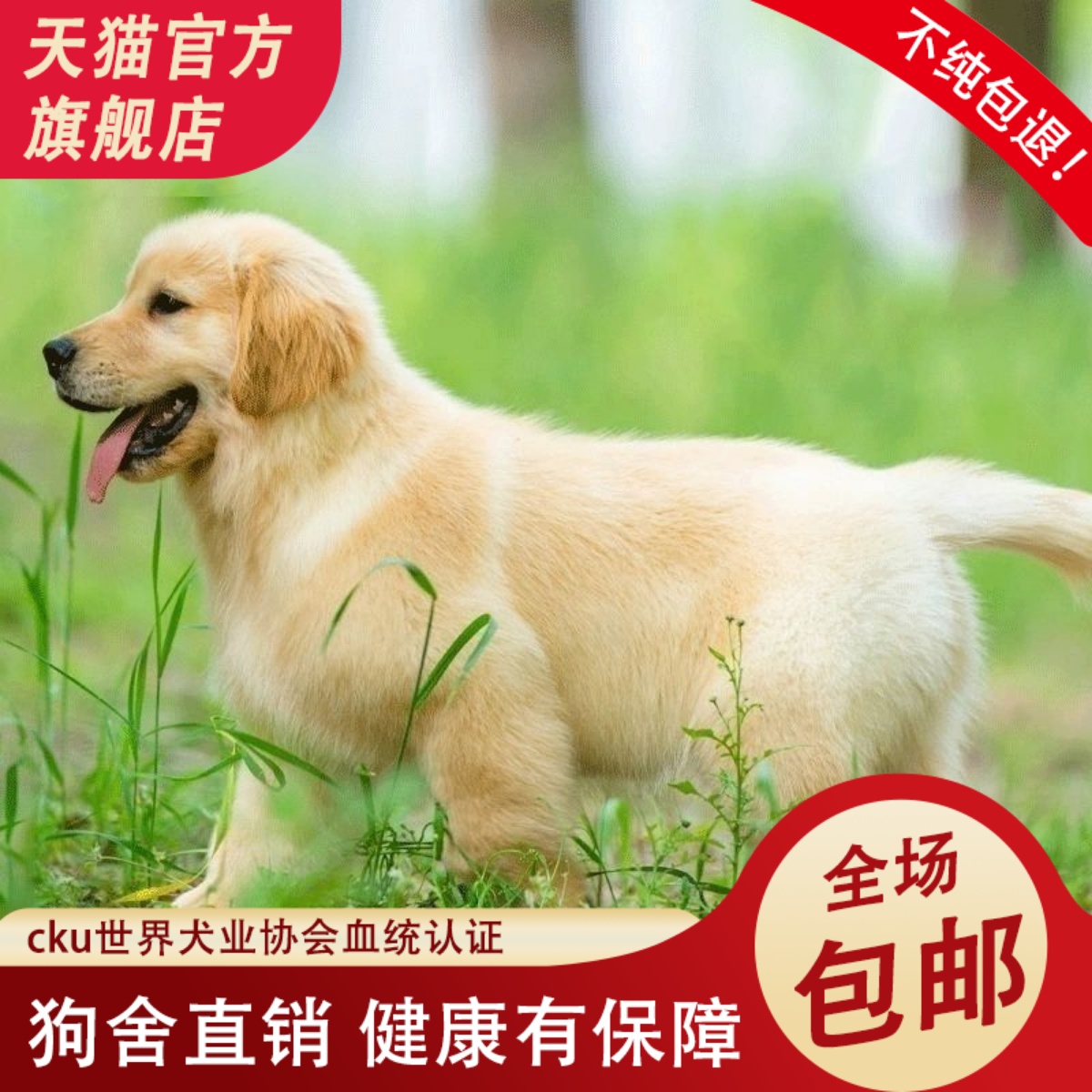 纯种金毛幼犬双血统金毛犬大骨架赛级金毛幼犬导盲犬宠物狗狗活体