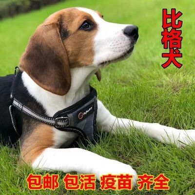 比格犬幼活的米鲁工作大