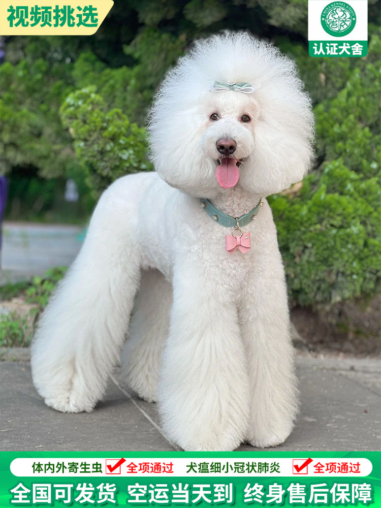 白色巨型贵宾幼犬纯种大型活物巨贵犬红白花活体狗仔宠物狗狗活物