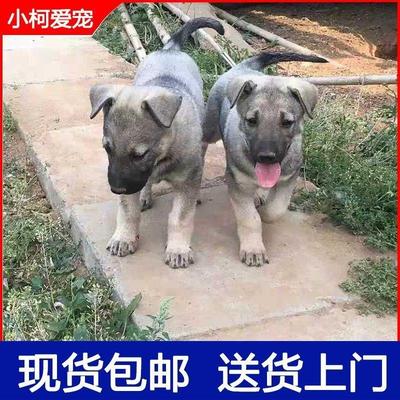 狼青幼犬纯种中华田园犬大型犬昆明犬看家护院猛犬纯种警犬护卫犬
