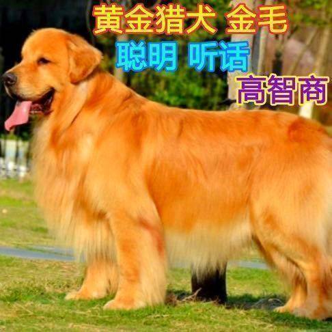 CKU认证金牌犬舍纯种双血统赛级大骨架金毛幼犬导盲犬活体宠物狗