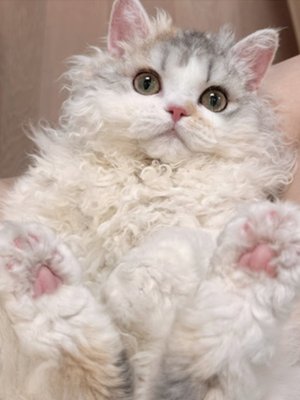 赛尔凯克卷毛猫披着羊皮的猫长毛猫蓝白纯白奶牛色活体泰迪猫幼猫