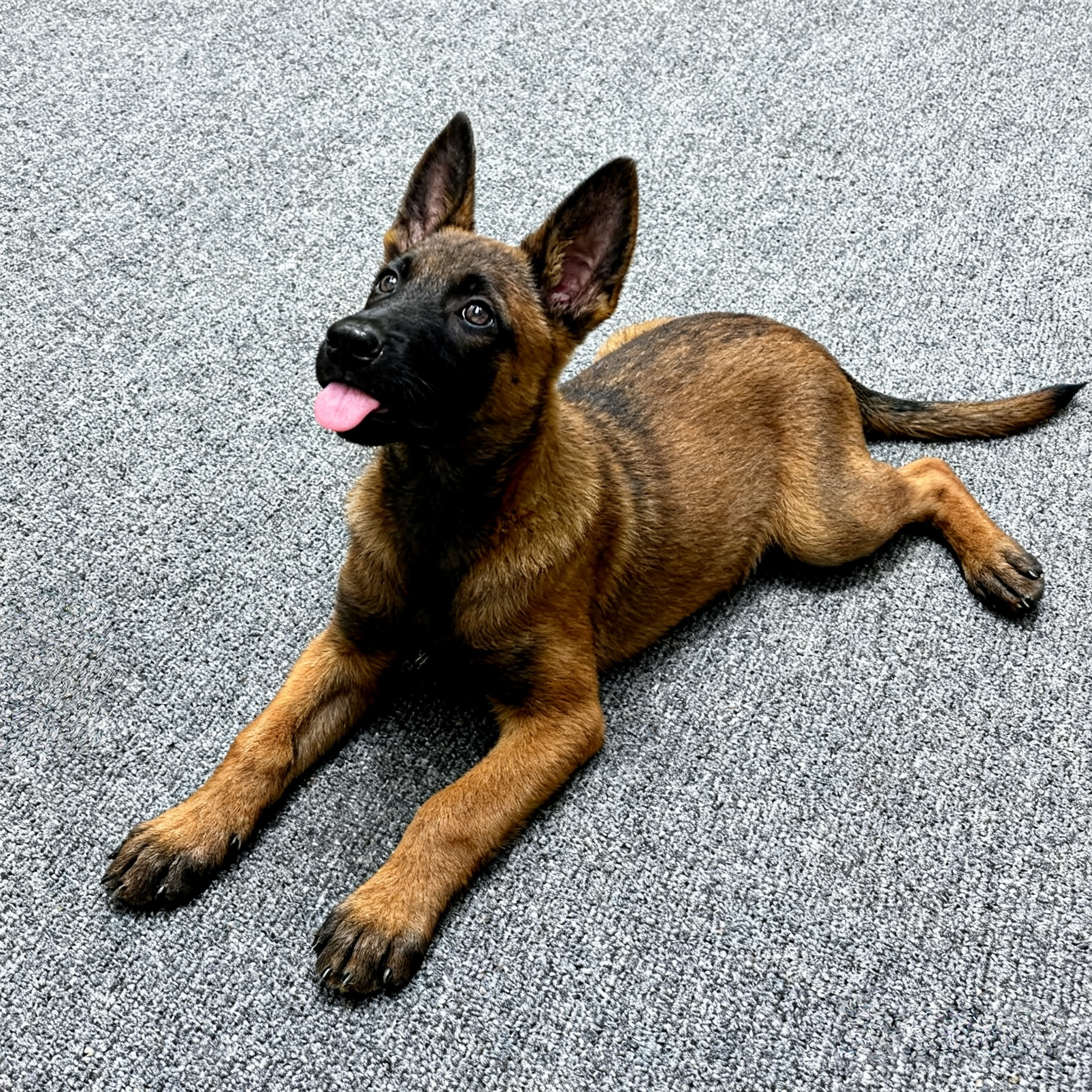 比利时牧羊宠大型犬便宜家养狗