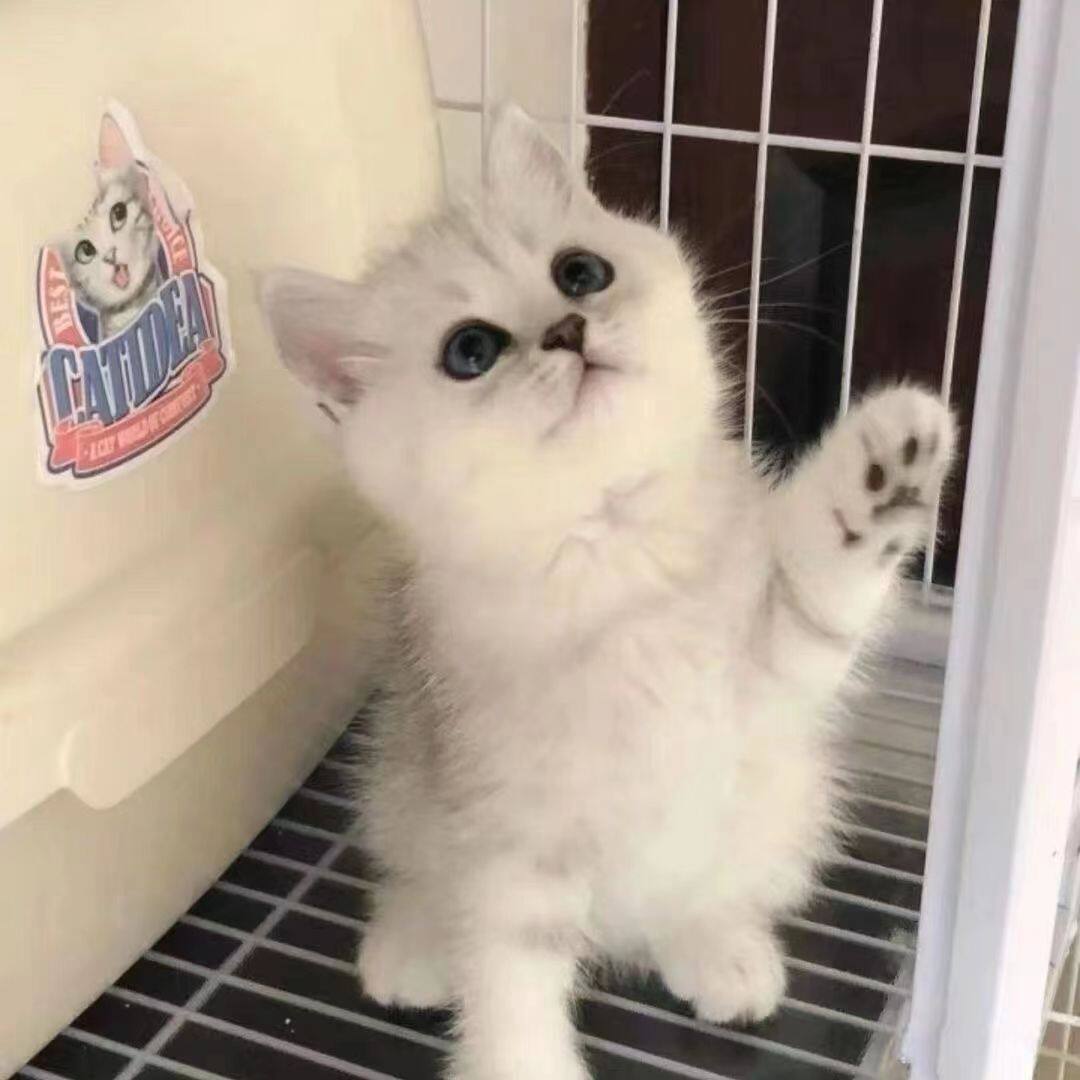 银渐层幼猫白色毛绒超萌包子脸折耳小猫宠物猫咪幼崽活泼可爱