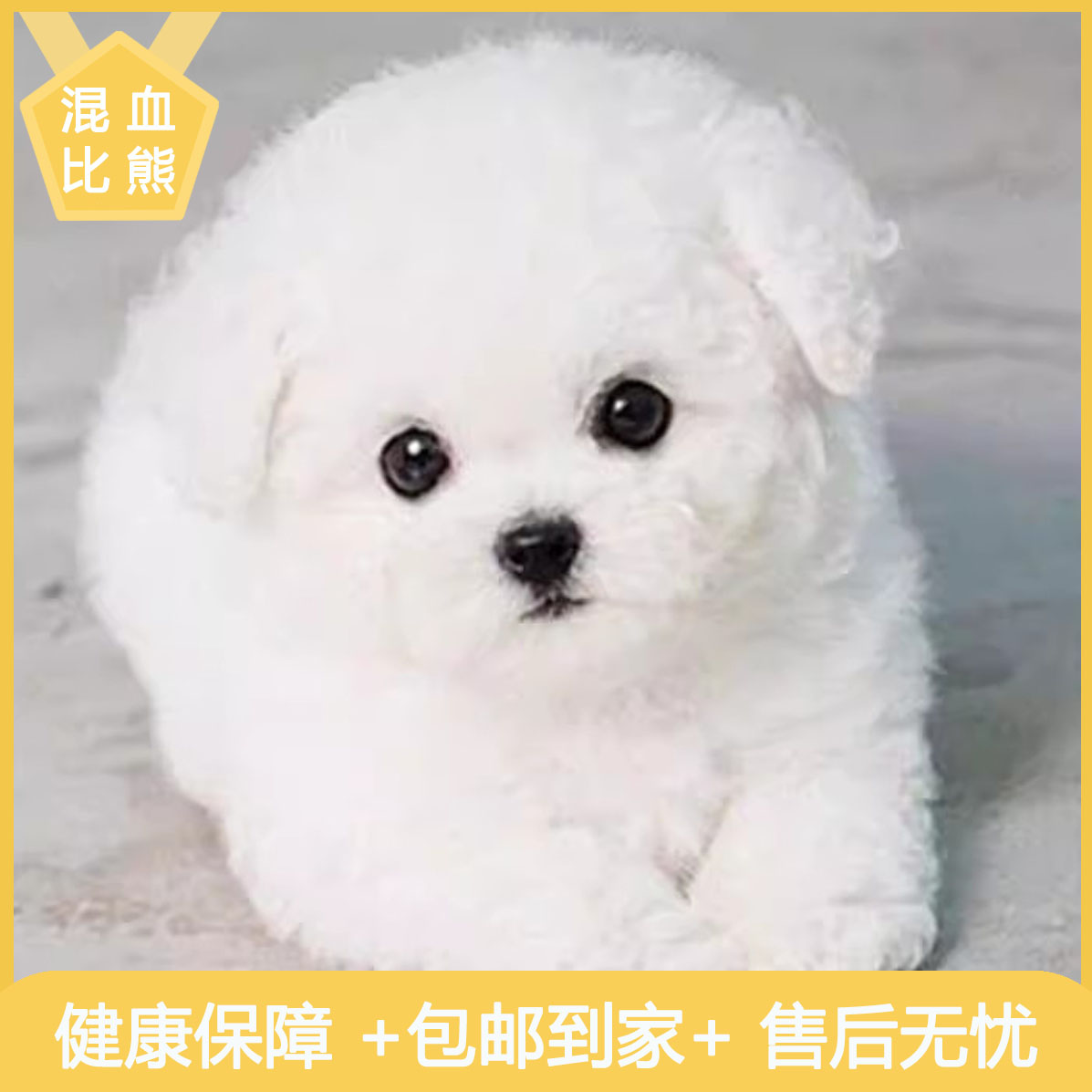 比熊混血活物小体小狗活体家庭白色狗狗长不大网红迷你犬便宜精品