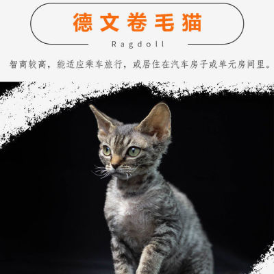 纯白德文卷毛猫幼家养种