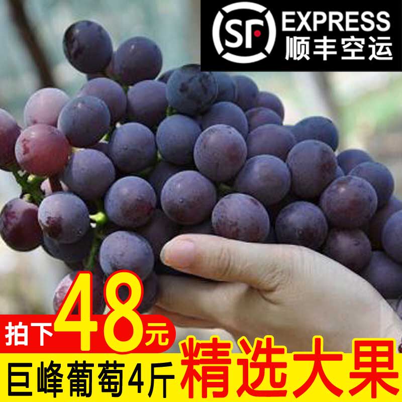 顺丰包邮 现摘巨峰葡萄新鲜水果4斤当季应季鲜果孕妇水果无籽葡萄在类目 水产肉类/新鲜蔬果/熟食, 新鲜水果, 葡萄/提子中 - 来自Buy2taobao.com提供专业的淘宝代购服务