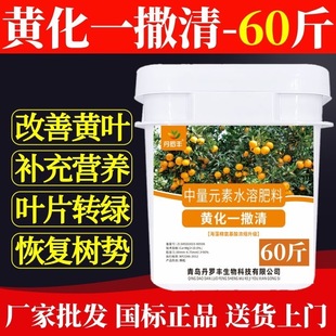 黄化一撒清正品柑橘果树黄化病专用改善黄叶转绿补充营养强健树势