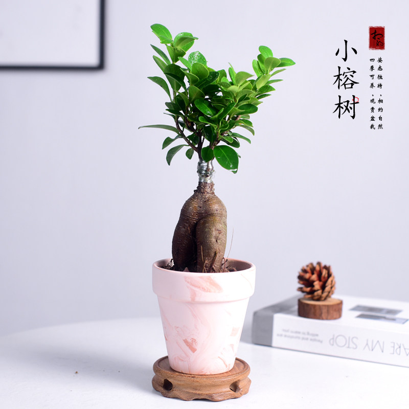 小榕树盆栽室内植物造型树桩盆景好养活四季常青小叶榕树桌面绿植