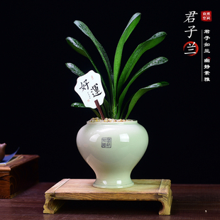 茶室禅意绿植君子兰盆景室内兰花办公书房中式植物桌面花卉好养