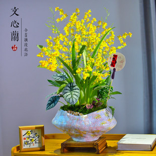 文心兰盆栽兰花植物室内带花苞跳舞兰花卉室内办公客厅阳台年宵花