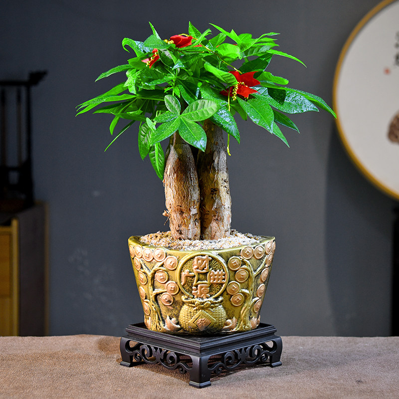 茶室禅意绿植发财树盆栽新中式招财微景观室内办公室花卉盆景植物,鲜花速递/花卉仿真/绿植园艺,其它园艺用品,淘宝优惠券,粉丝福利购,淘宝优惠卷