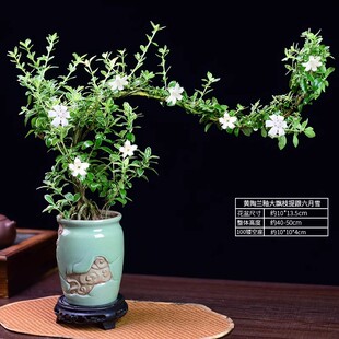 茶室禅意绿植六月雪盆景飘枝悬崖室内盆栽植物桌面观赏摆件好养