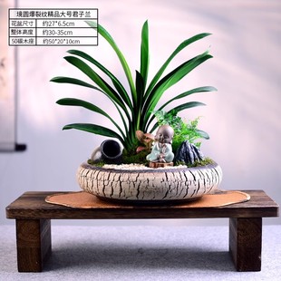 茶室禅意绿植君子兰盆景兰花办公书房中式植物桌面花好养寓意送礼