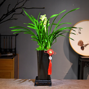 梦香兰盆栽文心兰带花苞开花室内桌面花卉绿植跳舞兰好养浓香植物