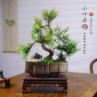 茶室禅意绿植小叶赤楠老桩盆栽盆景植物室内办公室桌面好养四季