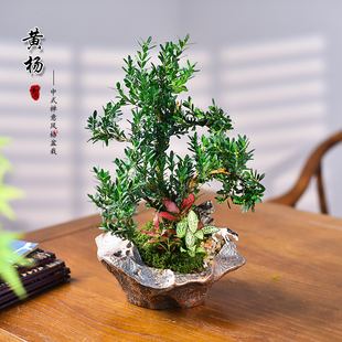 茶室禅意绿植黄杨盆栽植物新中式玄关室内桌面盆景好养活四季常青