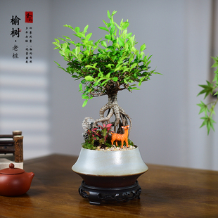 茶室禅意绿植榆树盆栽室内办公客厅中式植物四季常青盆景好养送礼