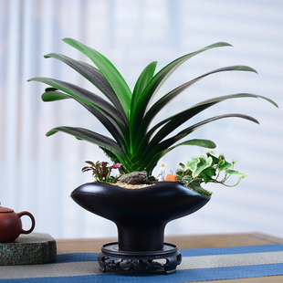 茶室禅意绿植君子兰盆景兰花办公书房中式植物桌面花好养寓意送礼
