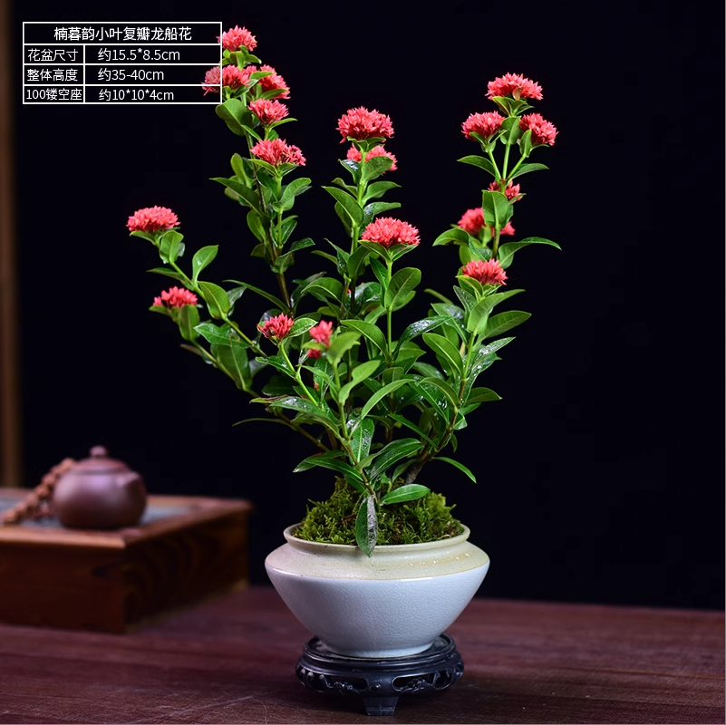 茶室禅意绿植龙船花盆栽花卉植物室内办公室阳台老桩盆景四季常青,鲜花速递/花卉仿真/绿植园艺,其它园艺用品,淘宝优惠券,粉丝福利购,淘宝优惠卷