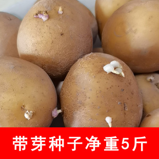 黄皮黄心土豆种子个个出芽大洋芋马铃薯种子5斤土豆带芽种子净重9