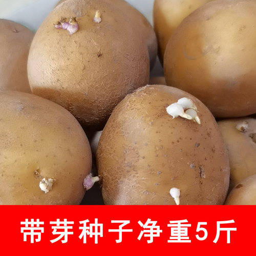 黄皮黄心土豆种子个个出芽大洋芋马铃薯种子5斤土豆带芽种子净重9