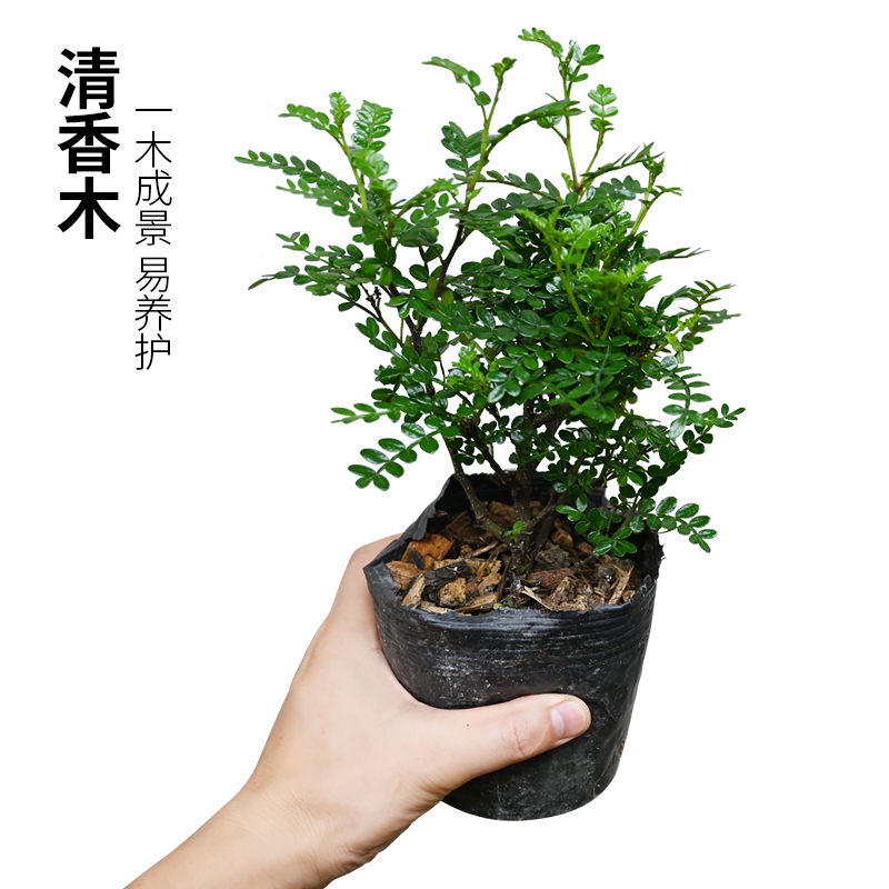 黄缘闭壳龟环境专用植物养殖箱造景绿植安缘半水龟布景材料套餐