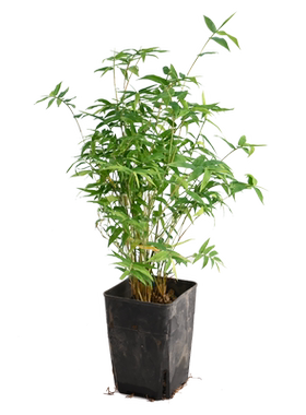 【官方推荐】：黄缘乌龟造景植物
