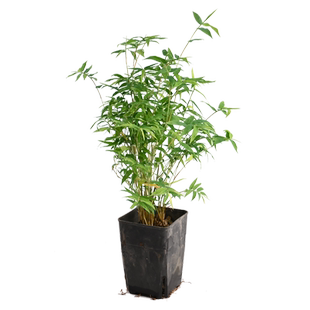 黄缘乌龟专用缸造景草真植物半水龟爬宠饲养箱生态环境绿植套餐